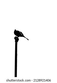 black and white bird white background