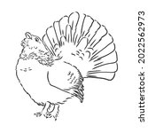 black and white bird capercaillie capercaillie bird vector sketch