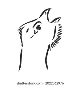 pájaro negro y blanco capercaillie capercaillie boceto vectorial