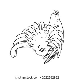 black and white bird capercaillie capercaillie bird vector sketch