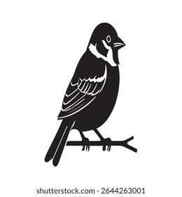 A black and white bird with a white head and black wings.