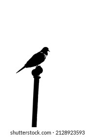 Un pájaro blanco y negro sobre una columna de fondo blanco