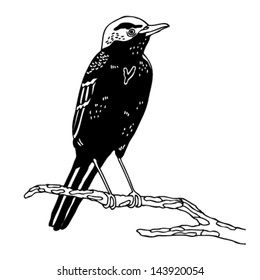 Black and white bird sitting on a branch, vector drawing.