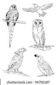 Black and White bird theme sketches collection