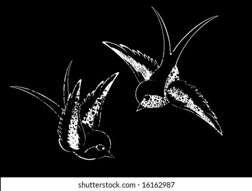 black white birds