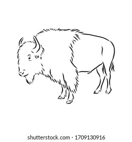 black and white bison vector illustration, bison vector sketch illustration