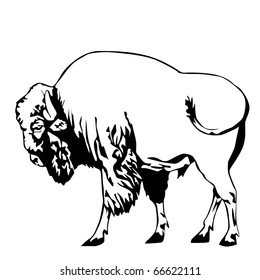 black and white bison vector illustration