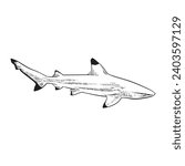  Black and white blacktip reef shark ,Hand drawn vector illustration.