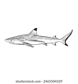  Black and white blacktip reef shark ,Hand drawn vector illustration.