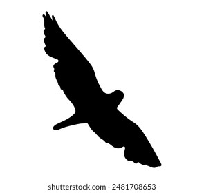 Black and White Black-winged Kite Silhouette. Vector Illustration.