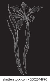Black and white botanical floral vector illustration, flower silhouette