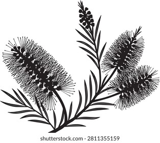 Black and white botanical illustration of a bottlebrush flower branch with bottlebrush botanical illustration silhouette australian ornament
