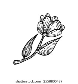 Black and white botanical line art of a delicate flower with leaves, perfect for minimalist art, educational materials, and elegant prints.
