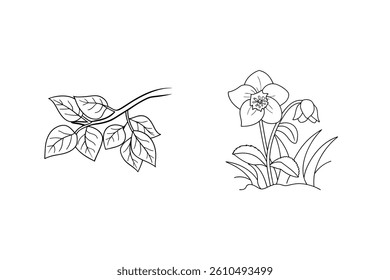 Black And White Botanical Line Art Illustration With Flower And Leaves