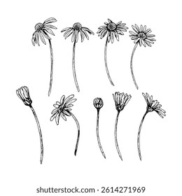 Black and white botanical set of ten wildflowers with stems, showing different blooming stages. Suitable for herbal tea, natural cosmetics, eco packaging, stationery, medicine and textile design.