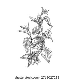 Black white botanical vector illustration of nettle plant foliage bush. Outline drawing for natural medicine, herbal tea package, and traditional remedy. Urtica dioica wild herb monochrome sketch.