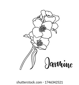 black and white branch flower jasmine outline isolated on background with word jasmine. Hand-draw contour line and strokes branch flowers. Design element for greeting card and invitation.