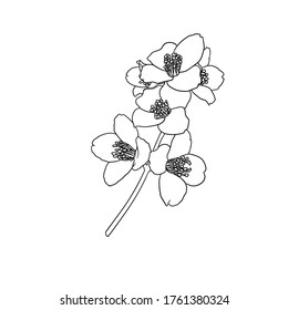 black and white branch flower jasmine outline isolated on background. Hand-draw contour line and strokes branch flowers. Design element for greeting card and invitation