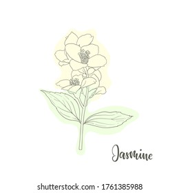  black and white branch flower jasmine outline with minimal simple shape. Hand-draw contour line and strokes branch flowers. Design element for greeting card and invitation