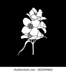 black and white branch flower jasmine outline isolated on background with word jasmine. Hand-draw contour line and strokes branch flowers. Design element for greeting card and invitation