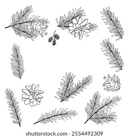Black and white branches of coniferous trees for Christmas and New Year designs
