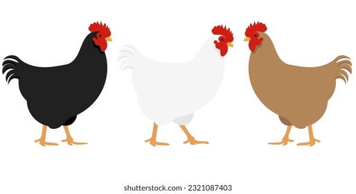 Black white and brown chicken vector