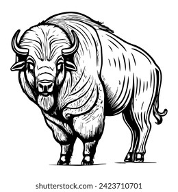 Black and white buffalo illustration