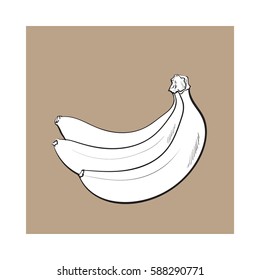 black and white Bunch of three unopened, unpeeled ripe bananas, sketch style vector illustration isolated on brown background. Realistic hand drawing of unopened ripe banana bunch