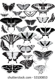 black and white butterflies