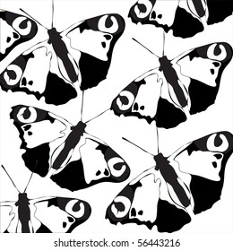 It is black - white butterflies