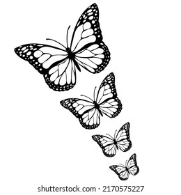 Black and White Butterflies vector art 