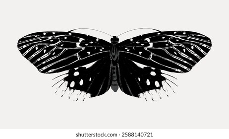 Black and white butterfly illustration with detailed wings. The butterfly's wings are patterned with spots and lines, creating a striking black and white contrast. Vintage animal illustration vector.