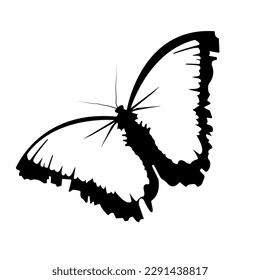 Black and white butterfly on a white background.