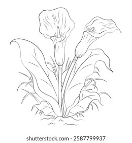 Black and white calla lily flowers with branches and leaves. Hand drawn line leaves, branches and grasses.
