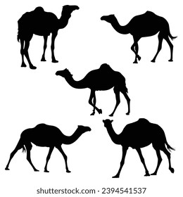 Black and white camel Silhouettes. Vector