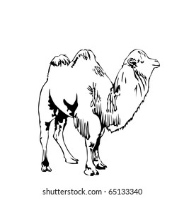 black and white camel vector illustration
