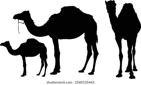 Black and white of camels in various poses and positions. Some camels are standing, and some have riders on their backs. 