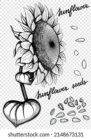 A black and white card with hand drawn sunflowers, sunflower seeds isolated on white. Coloring book. transparent background