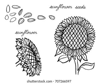 A black and white card with hand drawn sunflowers and sunflower seeds tones isolated on white. Coloring book