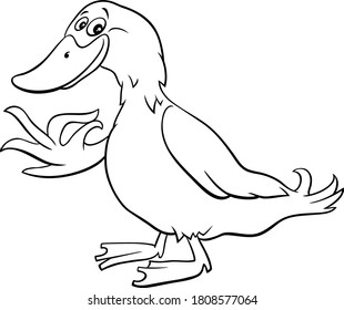 Black and White Cartoon Illustration of Duck Farm Bird Animal Character Coloring Book Page