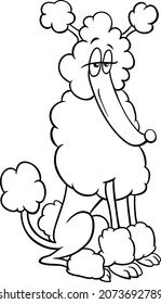 Black and white cartoon illustration of poodle purebred dog animal character coloring book page