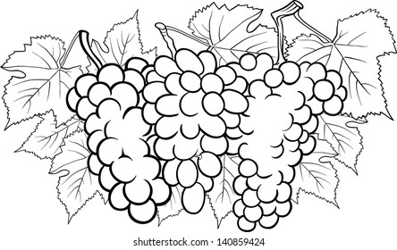 Black and White Cartoon Vector Illustration of Three Bunches of Grapes or Grapevine Fruit Food Design for Coloring Book