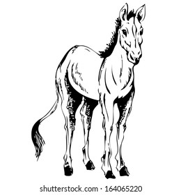 Black and white cartoon vector illustration of a horse. With Coloring Book