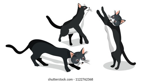 Black and White Cat