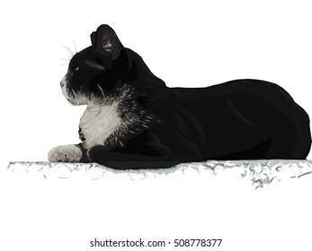 Black and white cat.