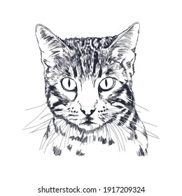 Wild Cat Drawing Images Stock Photos Vectors Shutterstock