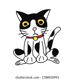 Black and white cat isolated on white background
