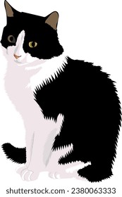 Black and white cat isolated on a white background.