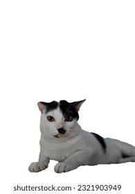 Black and white cat on white background