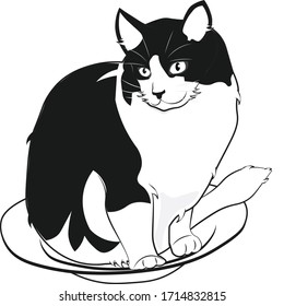a black and white cat sitting on a bowl